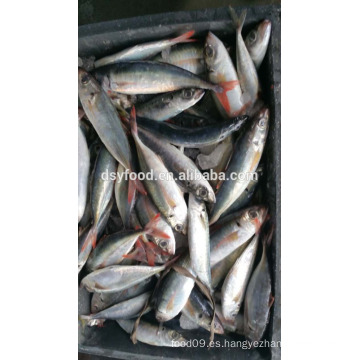 Suministro de jurel congelado cola roja horese mackerel